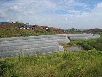 “根千條”助臍橙苗木(mù)茁壯成(cheng)長(zhang)